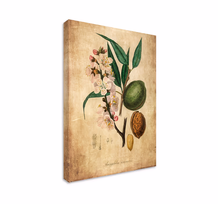 Dipinto fiori e piante illustrazione botanica - TenStickers