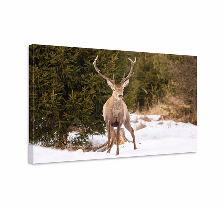 Quadro con cervo maestoso nella natura - TenStickers