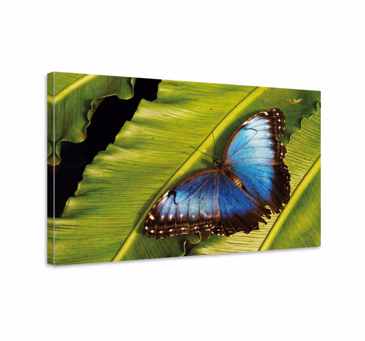 Quadro farfalle Dettaglio farfalla blu - TenStickers