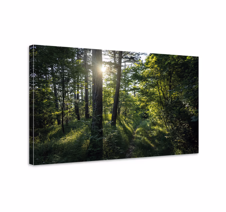 Quadro paesaggio sentiero boschivo illuminato - TenStickers