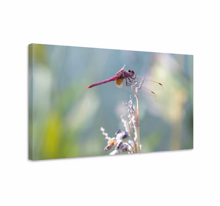 Dipinto con libellule elegante libellula posata - TenStickers