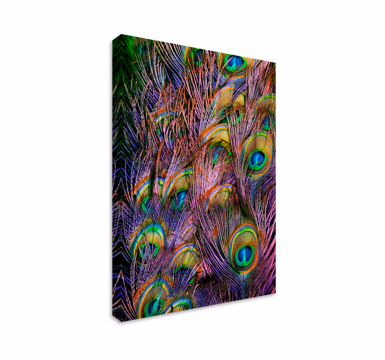 Quadro con uccelli Piuma di pavone - TenStickers
