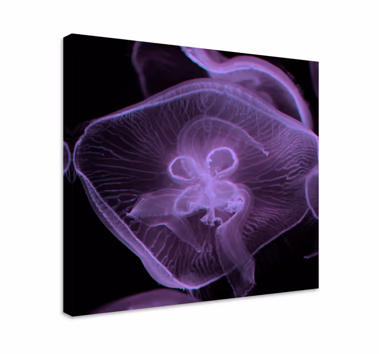 Quadro animali Arte delle meduse - TenStickers
