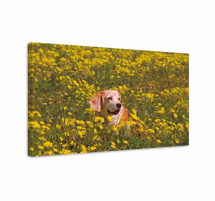 Dipinto cane felice all'aperto - TenStickers