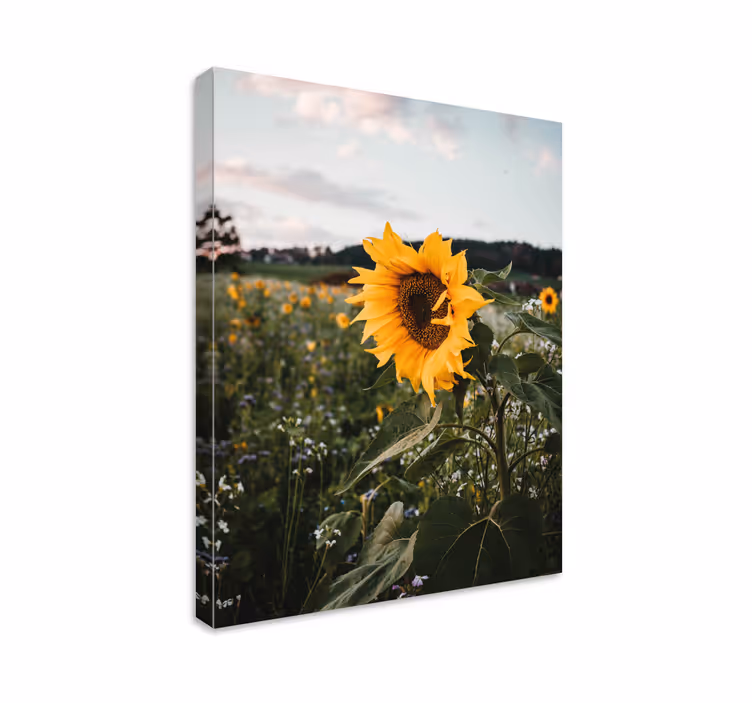 Dipinto fiori e piante campo di girasoli - TenStickers
