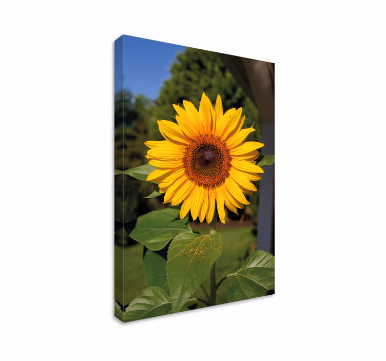 Dipinto fiori e piante fioritura di girasole soleggiato - TenStickers