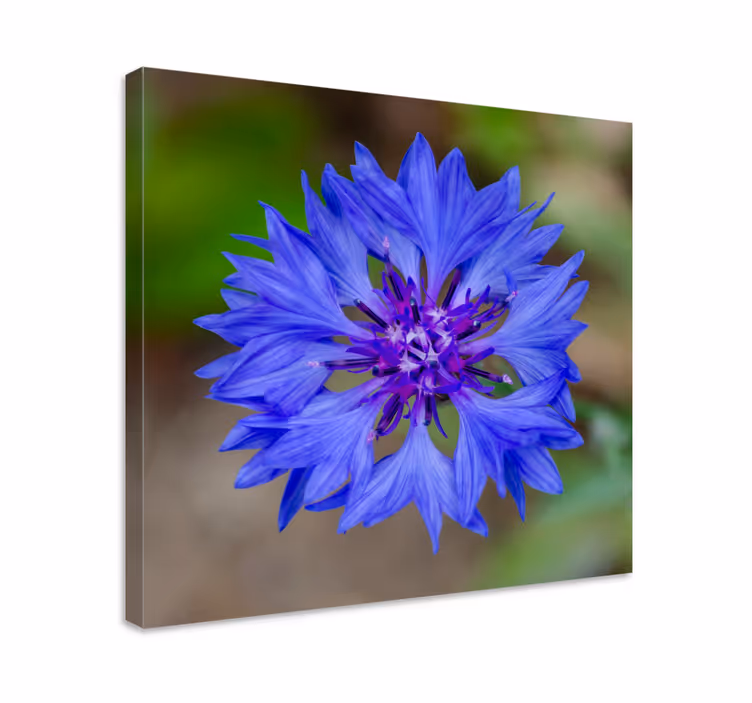 Dipinto fiori e piante fioritura di fiori blu - TenStickers