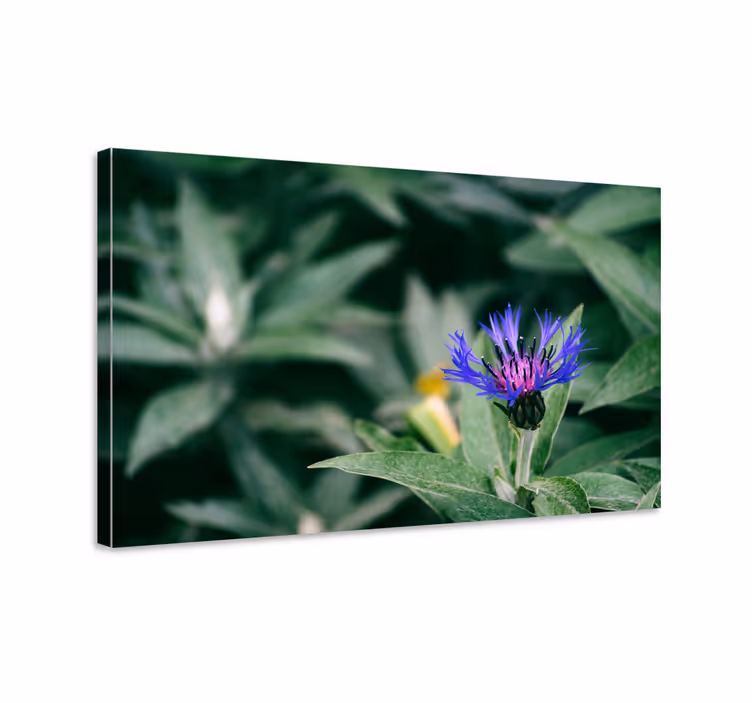 Dipinto fiori e piante fiore viola delicato - TenStickers