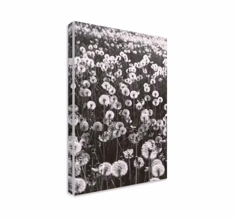 Quadro con fiori Tarassaco grande campo - TenStickers