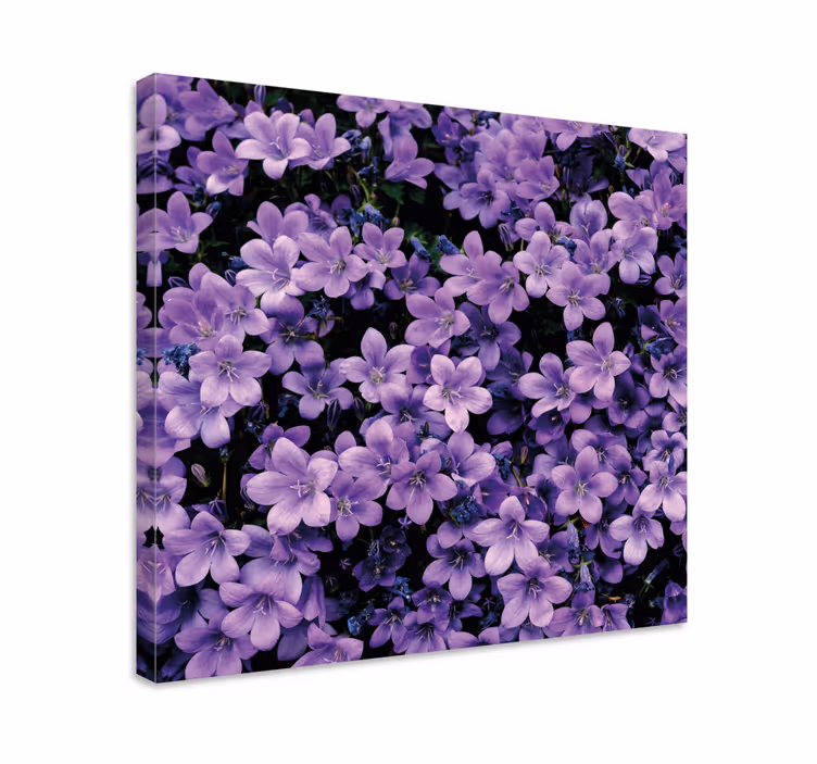 Quadro con fiori Vaghi fiori viola - TenStickers