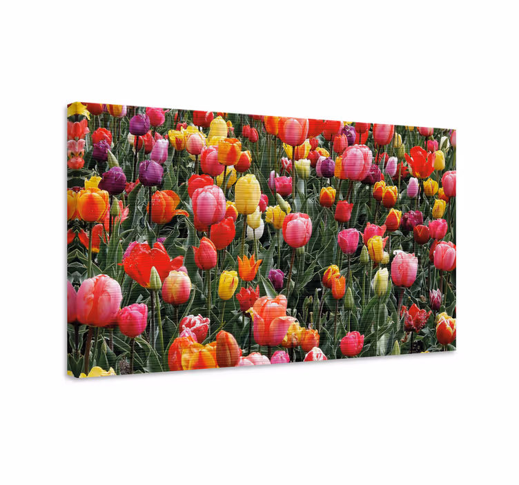 Dipinto fiori e piante fioriture di tulipani colorati - TenStickers