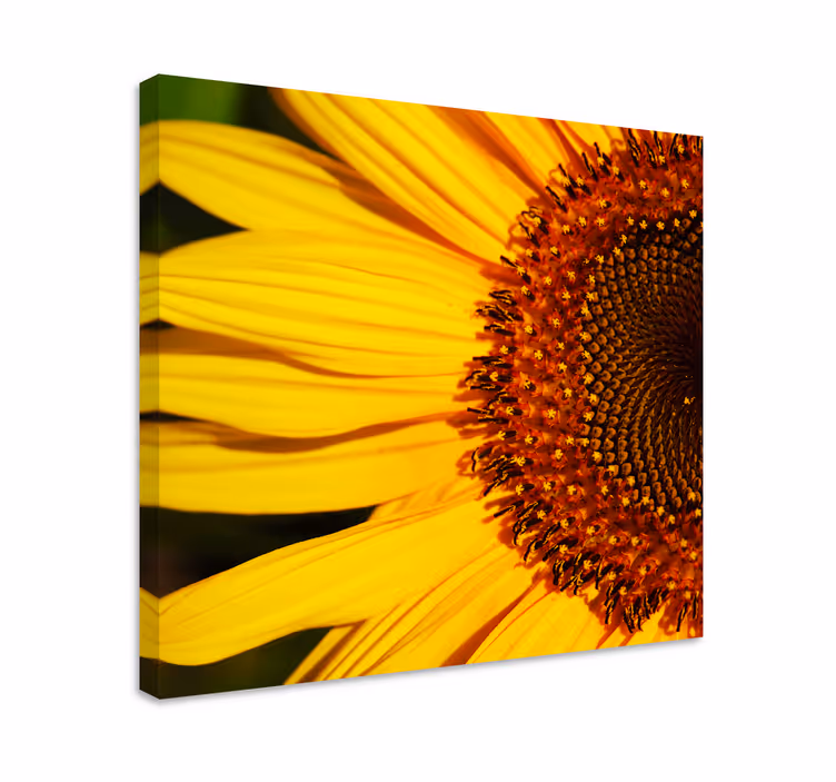 Dipinto fiori e piante dettaglio petali girasole - TenStickers