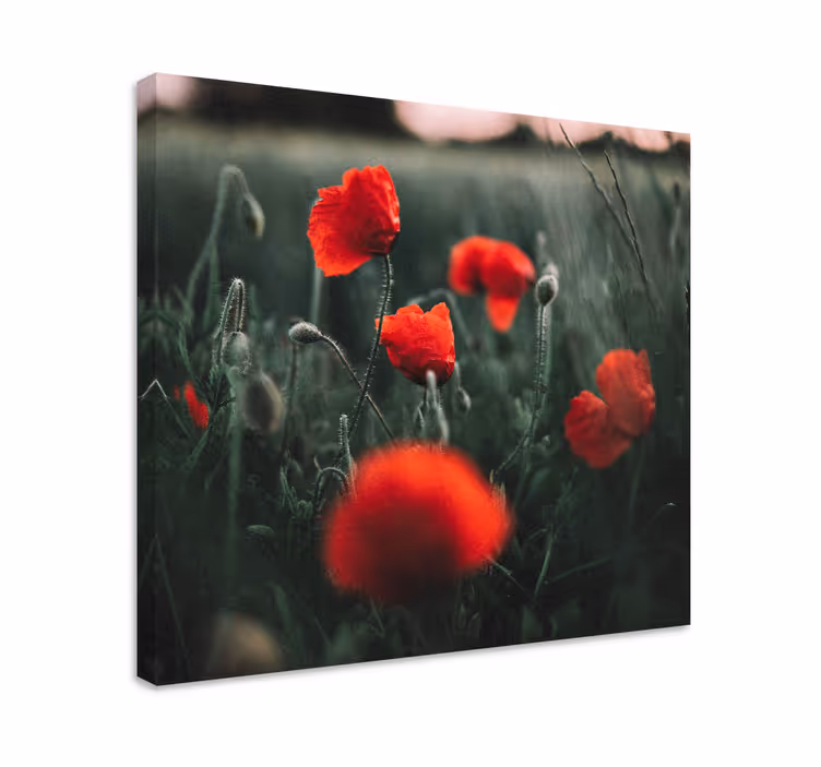 Dipinto fiori e piante fioriture di papaveri vivaci - TenStickers
