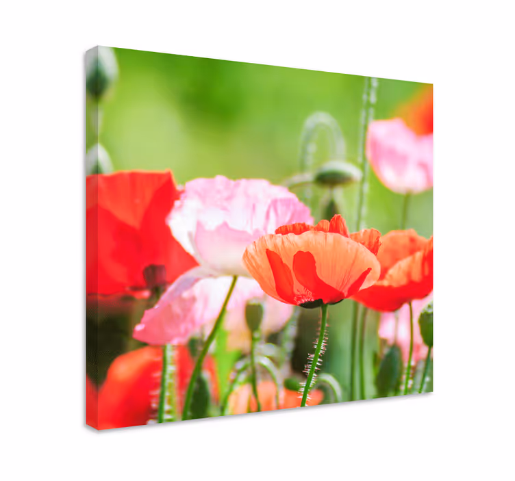 Dipinto fiori e piante mazzo di papaveri colorati - TenStickers