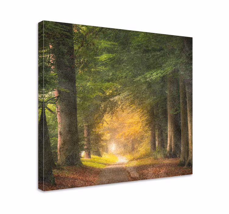 Quadro paesaggio tranquillità del sentiero boschivo - TenStickers