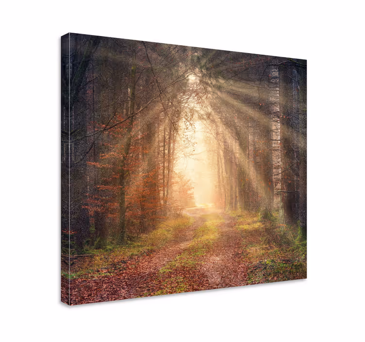 Quadro paesaggio sentiero forestale sereno - TenStickers
