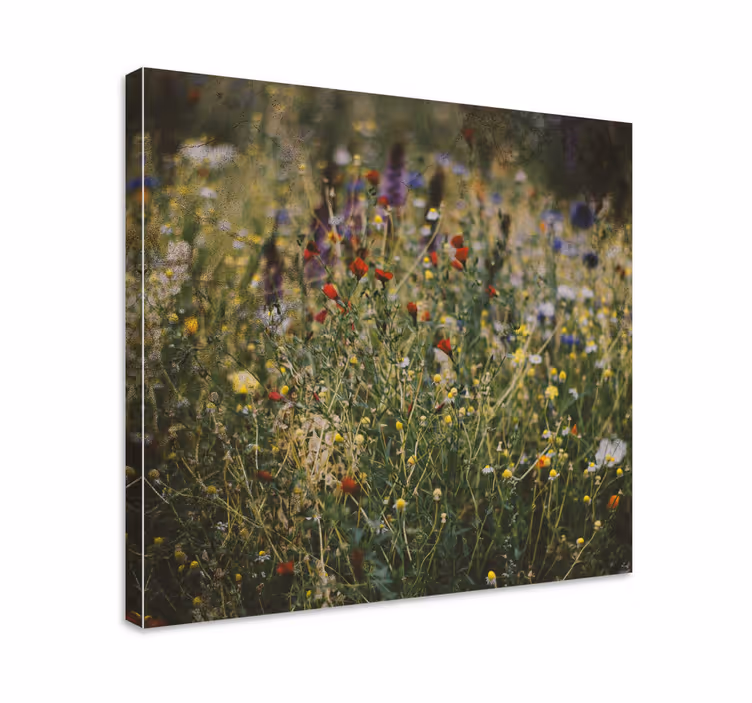 Dipinto fiori e piante prato di fiori selvatici - TenStickers