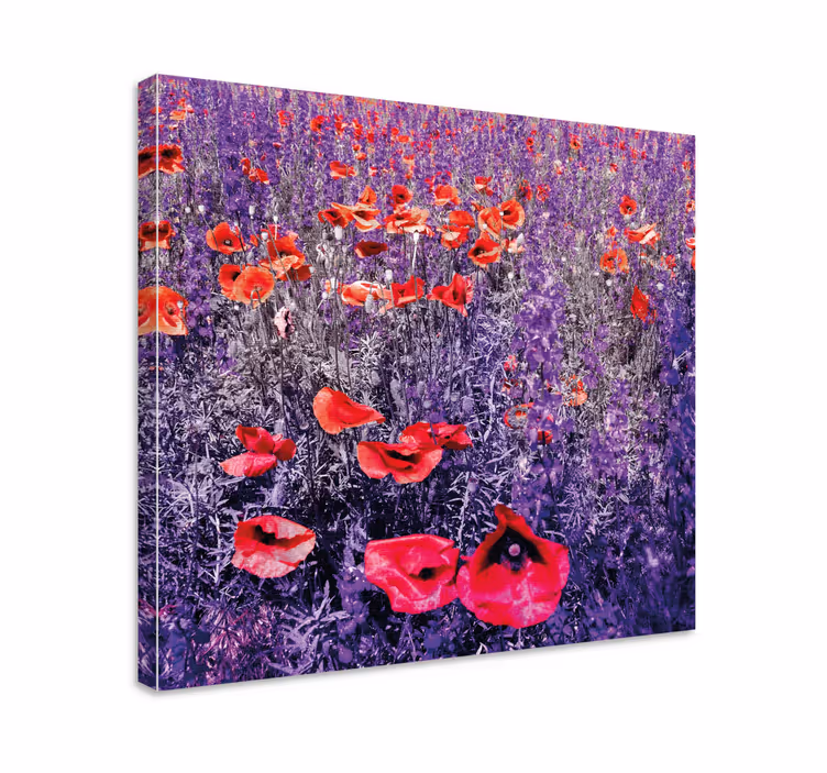 Dipinto fiori e piante campo di papaveri luminosi - TenStickers
