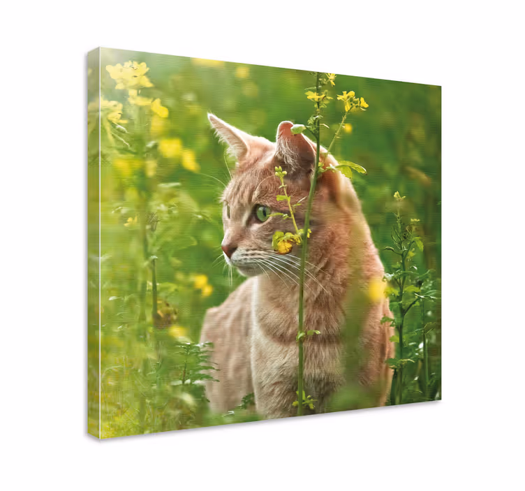 Quadro gatto felino curioso in passeggiata - TenStickers