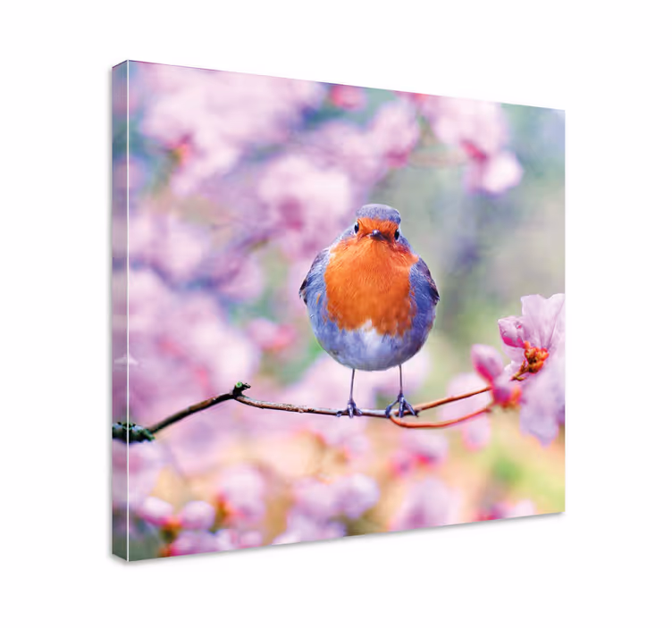 Quadro con uccelli pettirosso incantevole appollaiato - TenStickers