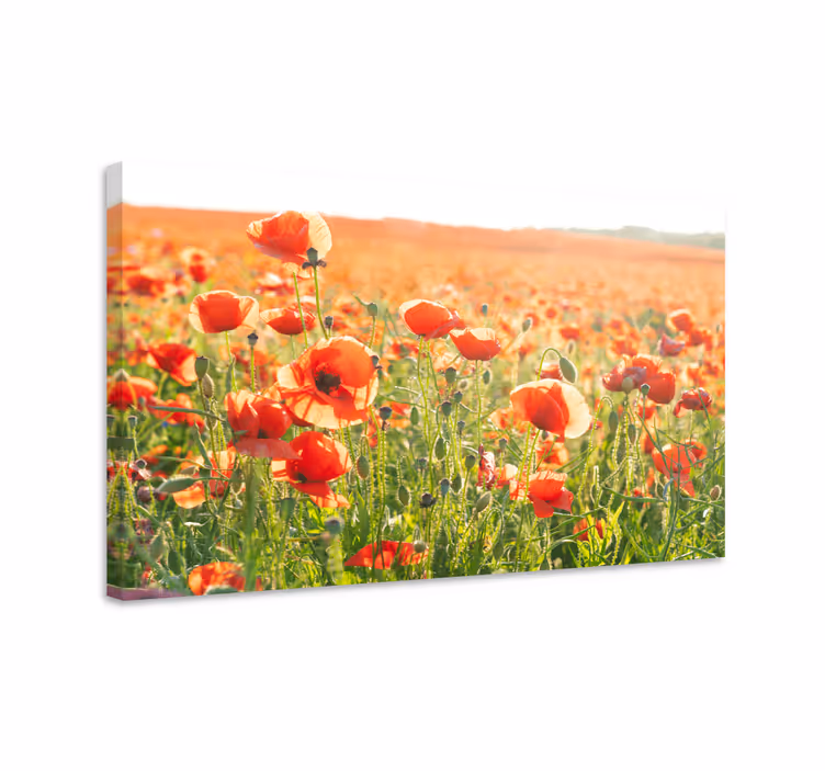 Dipinto fiori e piante campo di papaveri - TenStickers