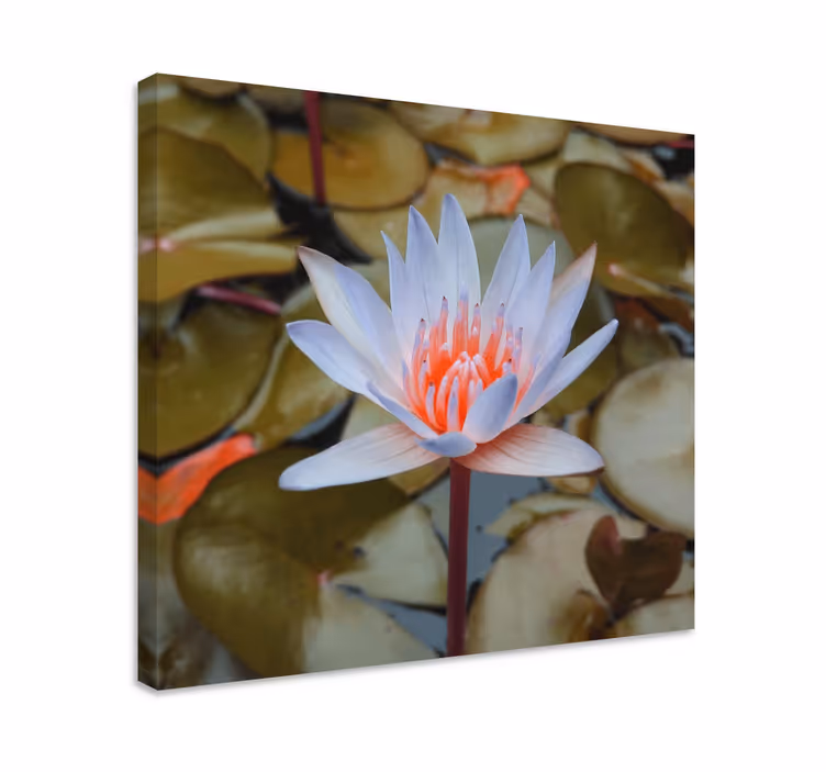 Dipinto fiori e piante ninfea delicata - TenStickers