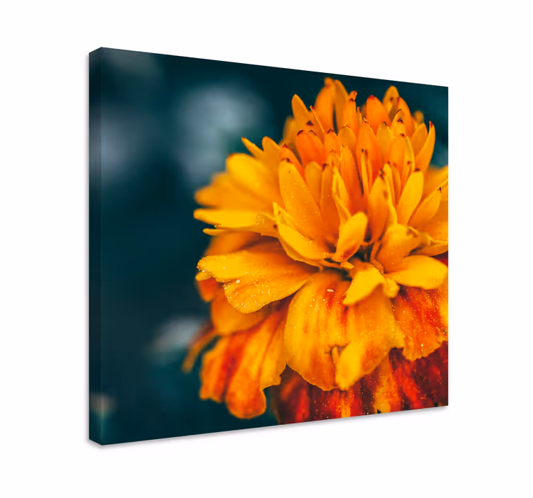 Dipinto fiori fiore d'arancio vibrante - TenStickers