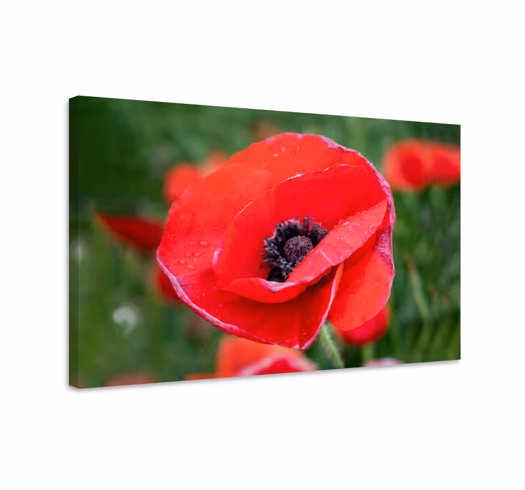 Dipinto fiori fiore di papavero in primo piano - TenStickers