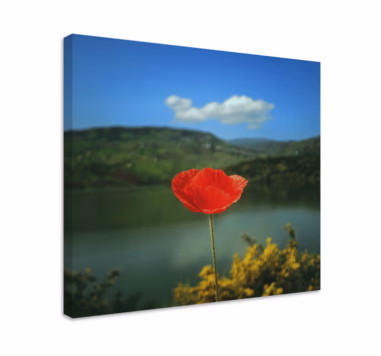 Dipinto fiori e piante fiore di papavero rosso - TenStickers