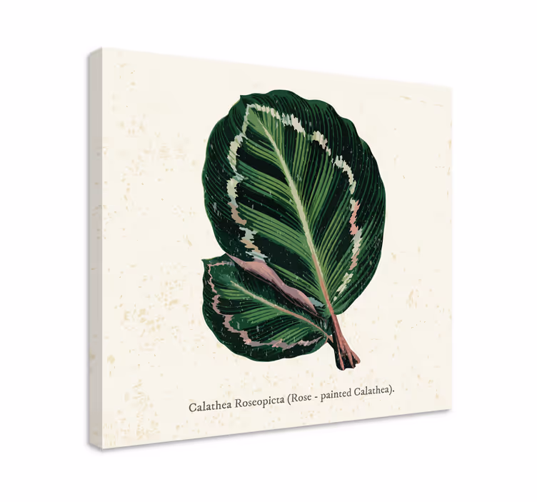 Dipinto piante illustrazione foglia calathea - TenStickers