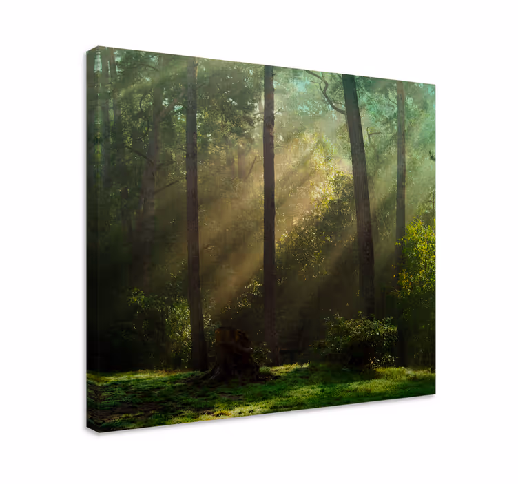 Quadro con alberi paesaggio boschivo radioso - TenStickers