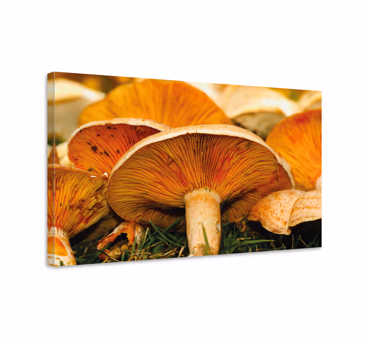 Dipinto fiori e piante dettagli funghi - TenStickers
