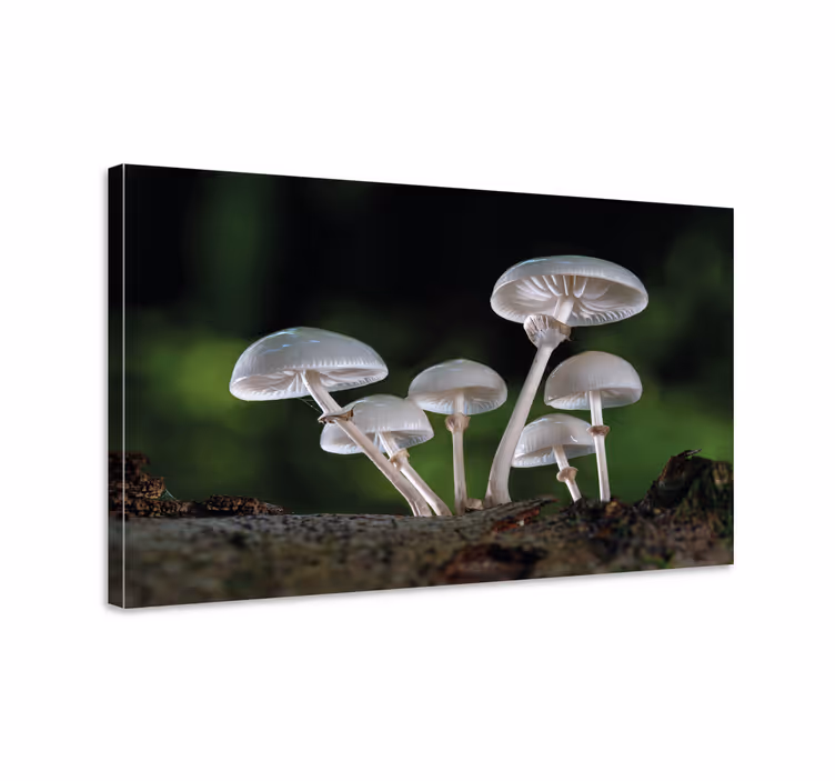 Dipinto fiori e piante scena di bosco con funghi - TenStickers