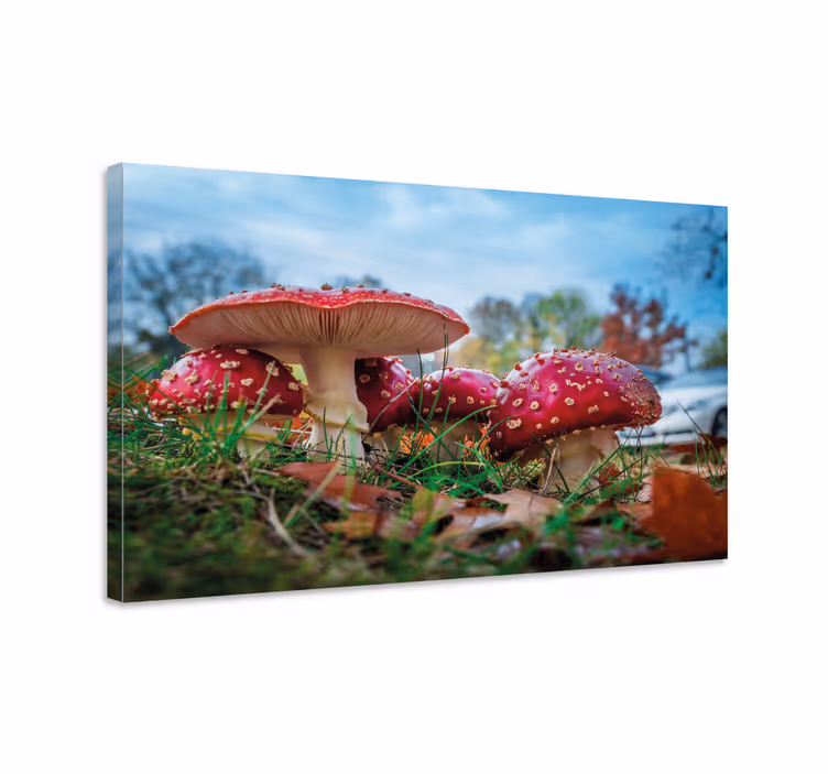 Dipinto fiori e piante gruppo di funghi rossi - TenStickers