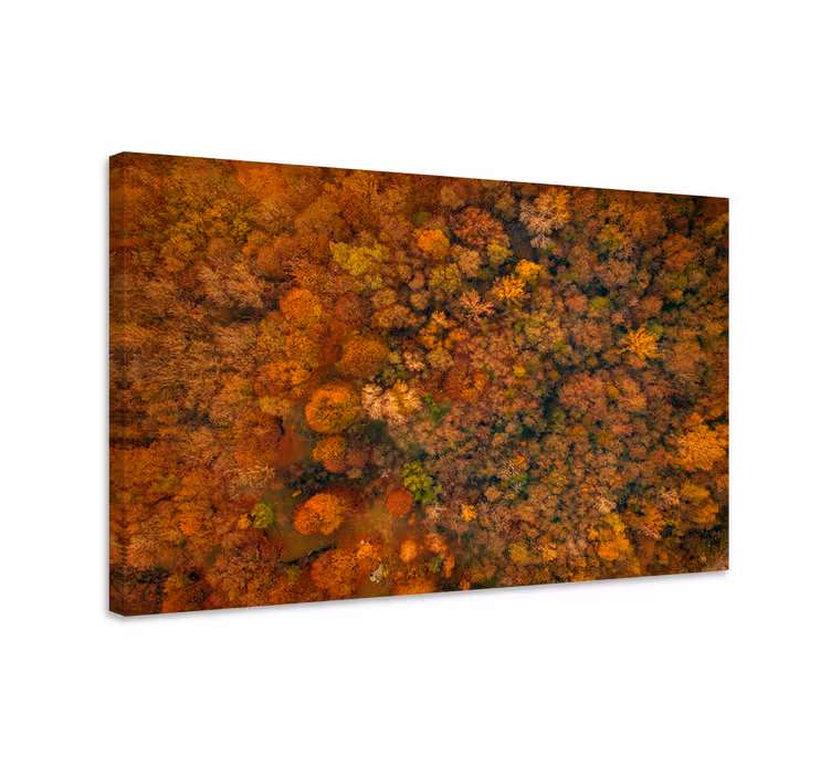 Quadro con alberi chioma di foresta autunnale - TenStickers