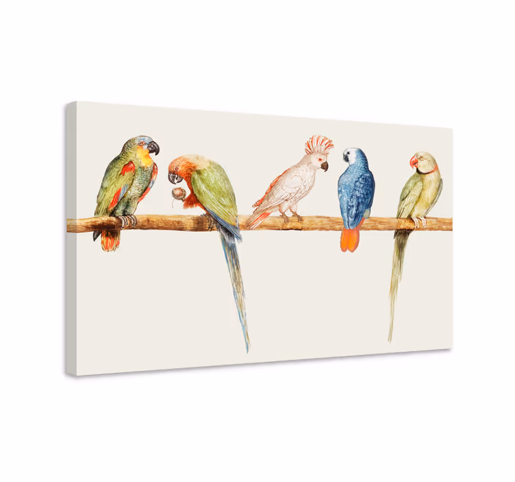 Quadro con uccelli collezione di pappagalli colorati - TenStickers
