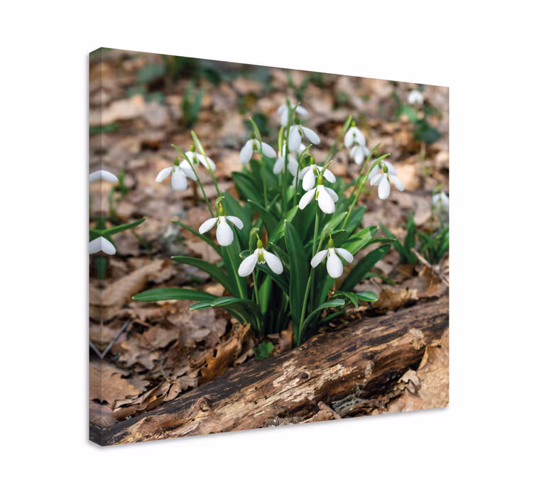 Dipinto fiori e piante fiori di bucaneve in fiore - TenStickers