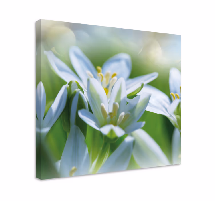 Quadro con fiori Prato di magnifici bucaneve - TenStickers