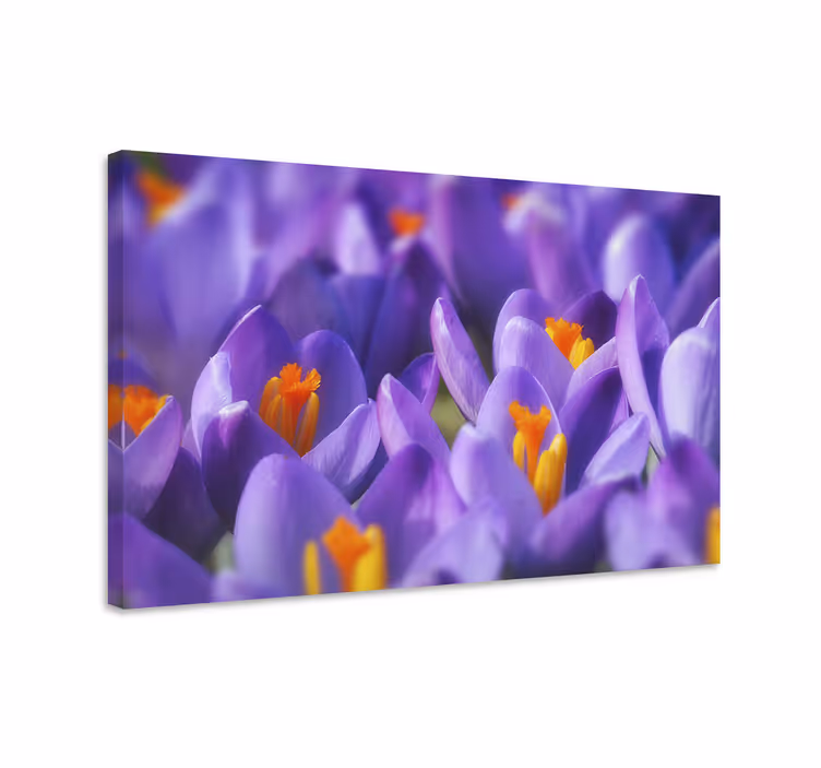 Dipinto fiori e piante fiori di croco vibranti - TenStickers