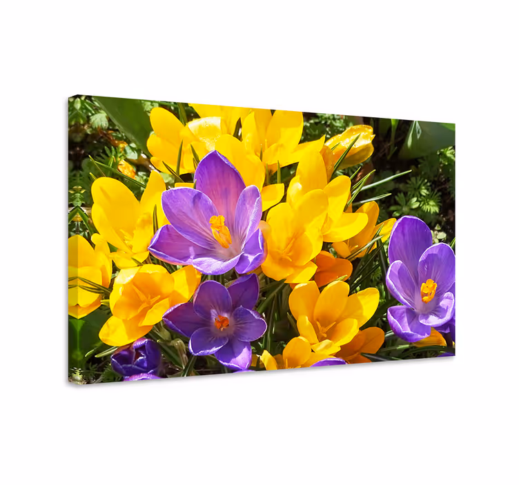 Dipinto fiori e piante fioriture primaverili colorate - TenStickers