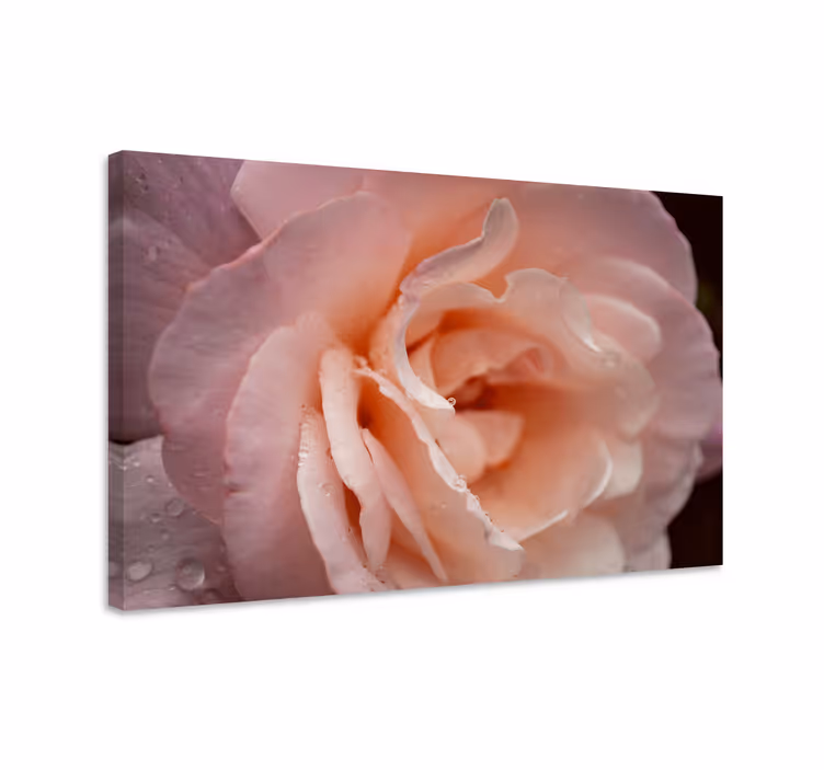 Dipinto fiori e piante fiori di rosa delicati - TenStickers