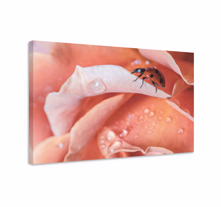 Dipinto fiori e piante coccinella su rosa - TenStickers