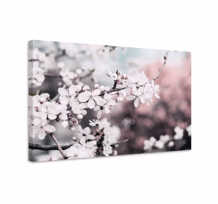 Dipinto fiori e piante fiore di ciliegio bianco - TenStickers