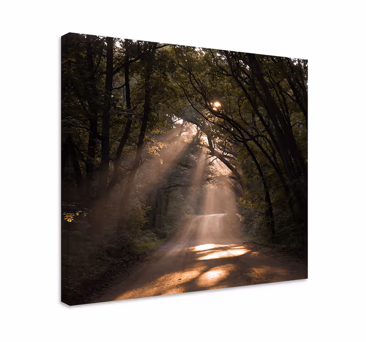 Quadro paesaggio sentiero del bosco al sole - TenStickers