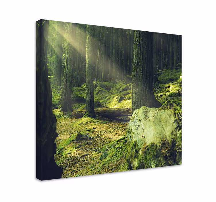 Quadro con alberi sentiero della foresta illuminato - TenStickers