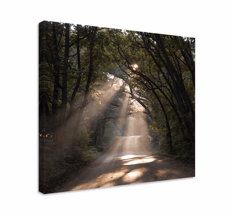 Quadro paesaggio sentiero nel bosco soleggiato - TenStickers
