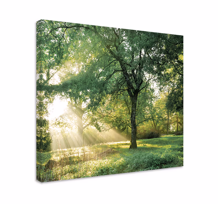 Quadro con alberi luce del sole tra gli alberi - TenStickers