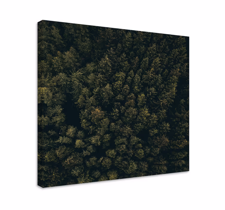 Quadro con alberi copertura lussureggiante della foresta - TenStickers