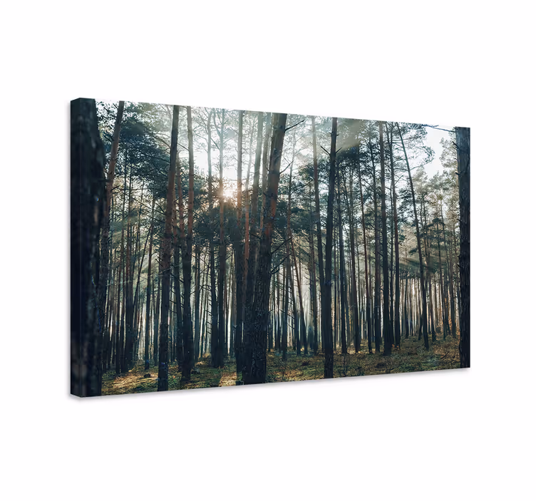 Quadro con alberi luce maestosa della foresta - TenStickers