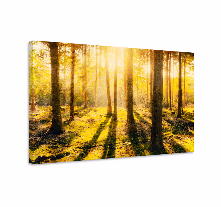 Quadro paesaggio vista di un bosco soleggiata - TenStickers